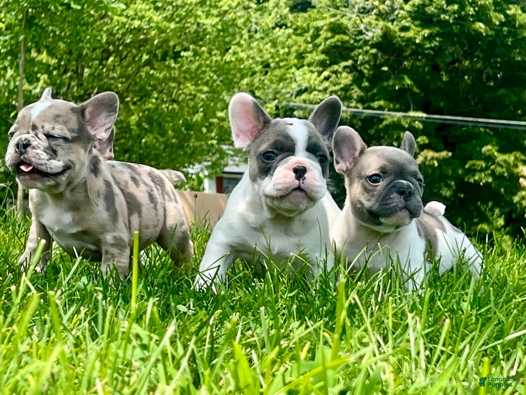 French Bulldog dogs for sale: Mr Biggs - Image 6