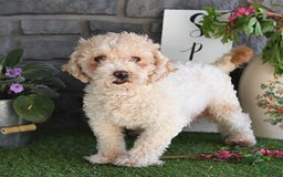 Maltipoo dogs for sale: Bingo - Image 6