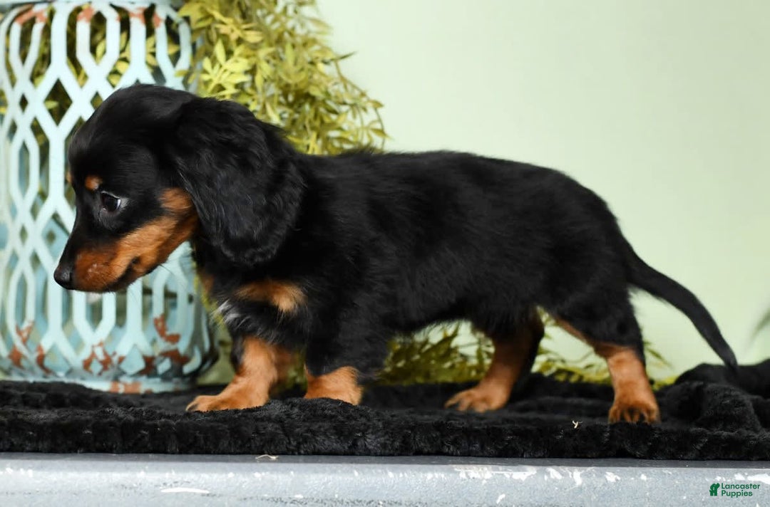 Miniature Dachshund dogs for sale: Miniature Dachshund 2 puppies - Image 12