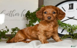 Miniature Dachshund dogs for sale: Elsa - Image 2