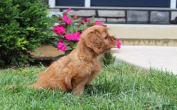 Cavalier King Charles Spaniel dogs for sale: Bentley - Image 15