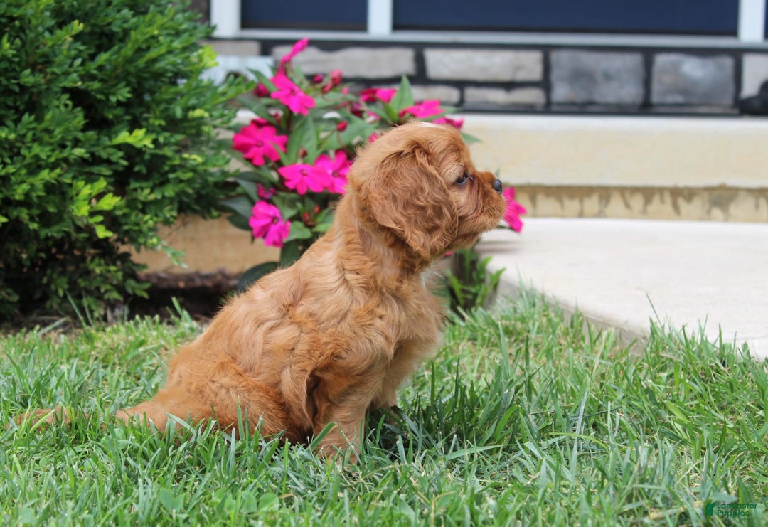 Cavalier King Charles Spaniel dogs for sale: Bentley - Image 15