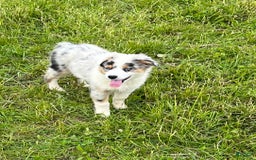 Australian Shepherd dogs for sale: Jojo - Image 4