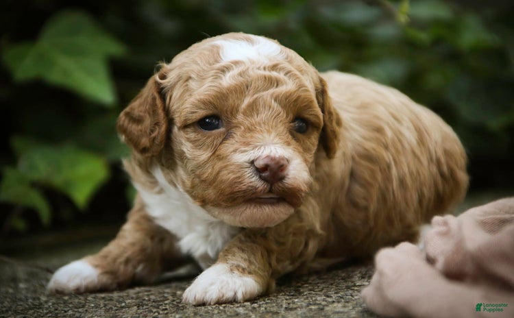 Miniature Poodle dogs for sale - Ad 3