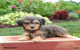 Miniature Poodle dogs for sale: Navy - Image 3