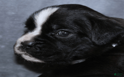 Boxer dogs for sale: Teal Collar Female - Image 1