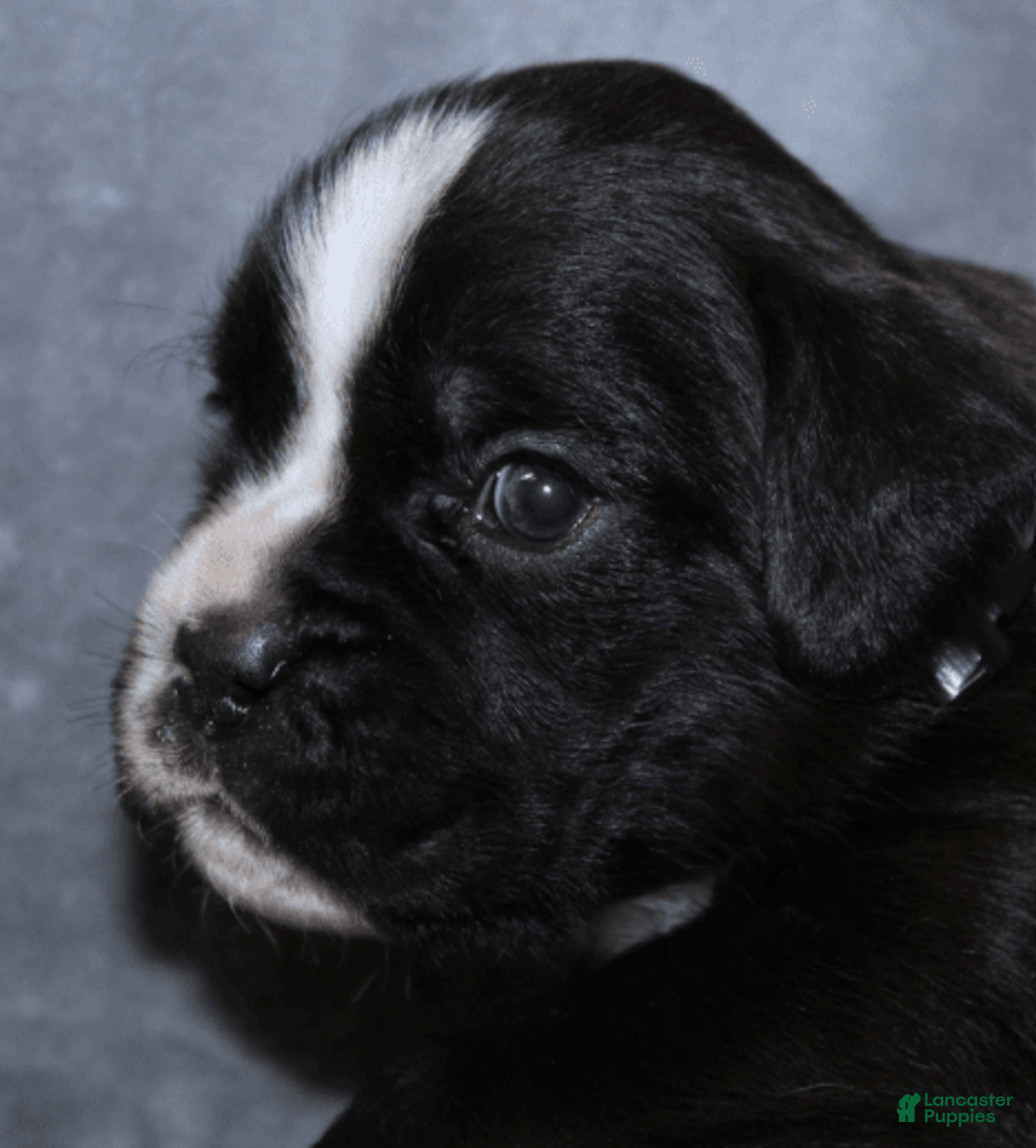 Boxer dogs for sale: Teal Collar Female - Image 1