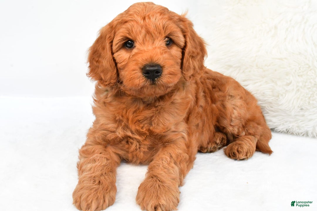 Mini Goldendoodle dogs for sale: Teddy - Image 7