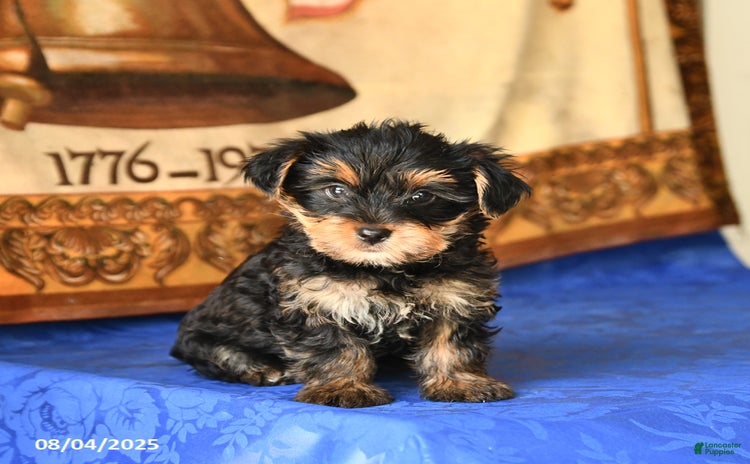 Yorkshire Terrier dogs for sale - Ad 1