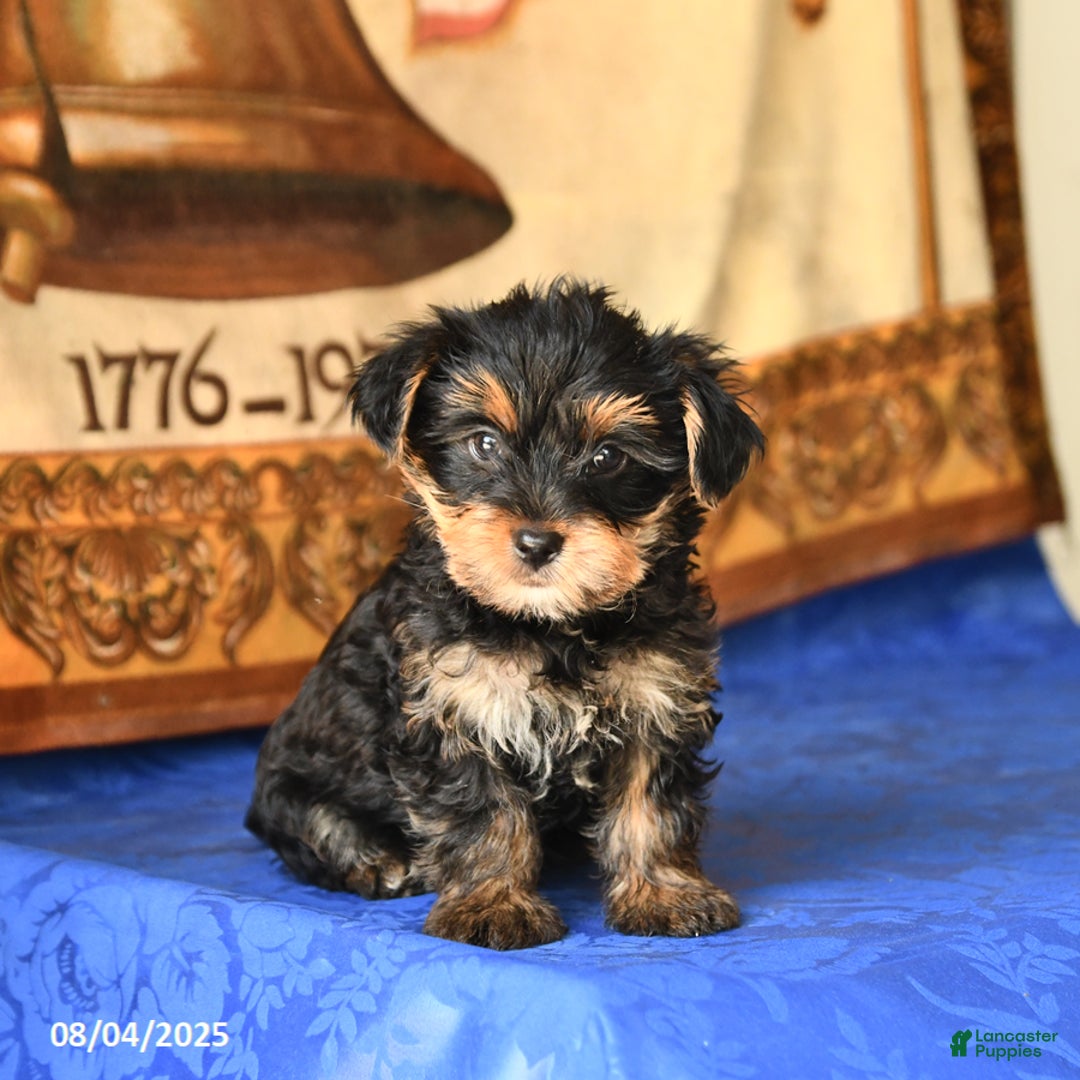 Yorkshire Terrier dogs for sale: Felix - Image 1