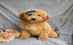 Cockapoo dogs for sale: Celeste Hypoallergenic - Image 12