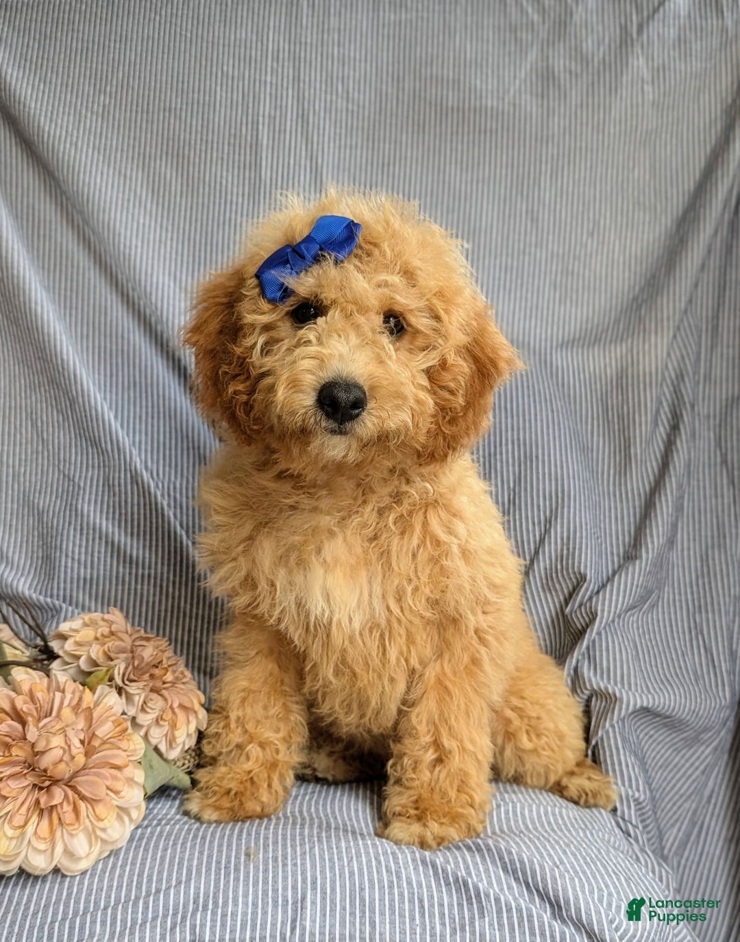 Cockapoo dogs for sale: Celeste Hypoallergenic - Image 12