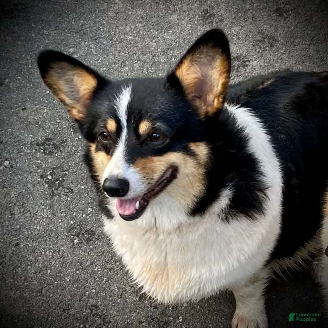 Welsh Corgi Pembroke dogs for sale: Mitzy - Image 9