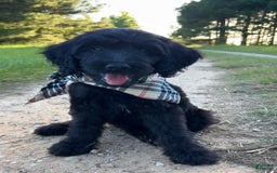 Goldendoodle dogs for sale: Tucker - Image 3
