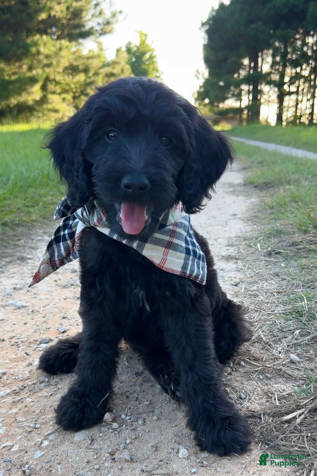 Goldendoodle dogs for sale: Tucker - Image 3