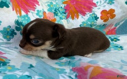 Chihuahua dogs for sale: Fancy Stance - Image 24