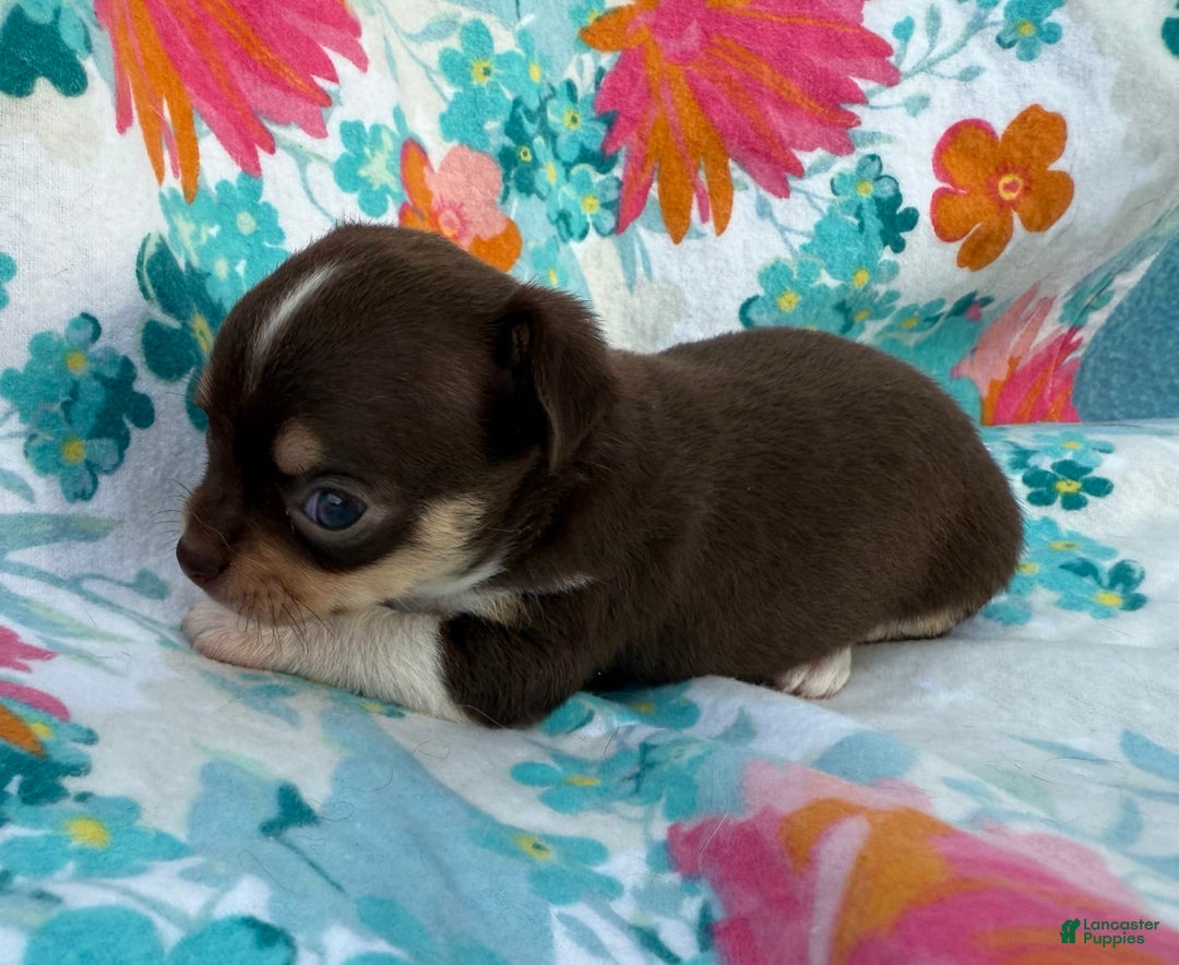 Chihuahua dogs for sale: Fancy Stance - Image 24