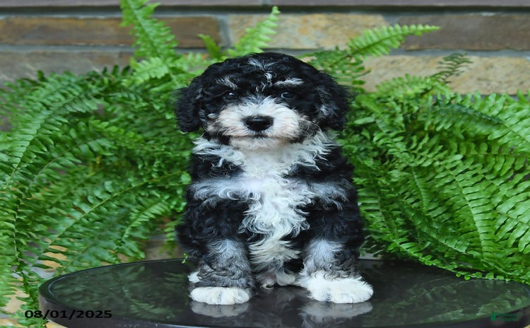 Mini Aussiedoodle dogs for sale - Ad 1