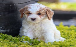 Standard Poodle dogs for sale: Rin - Image 2