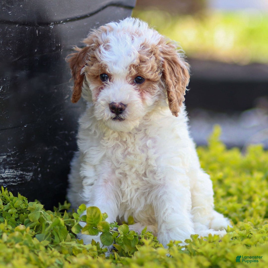 Standard Poodle dogs for sale: Rin - Image 2