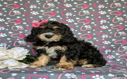Cockapoo dogs for sale: Charmaine - Image 11
