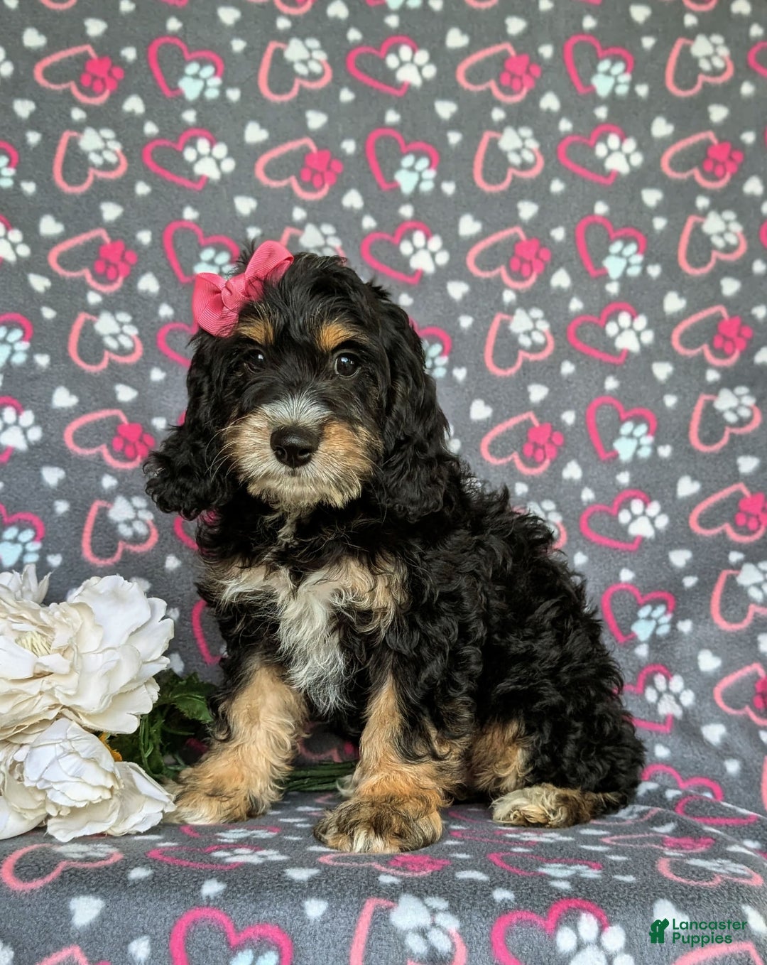 Cockapoo dogs for sale: Charmaine - Image 11