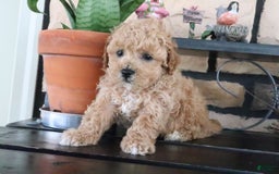 Shihpoo dogs for sale: Aaron - Image 2