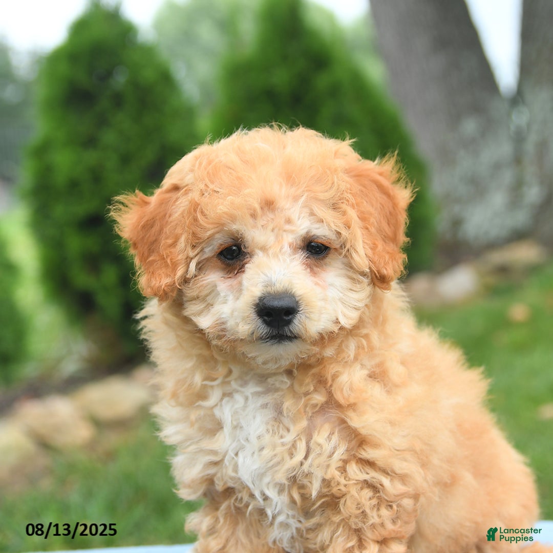 Bichpoo dogs for sale: Annie - Image 3