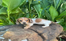 Miniature Dachshund dogs for sale: Reba LH - Image 8