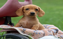 Miniature Dachshund dogs for sale: Nick - Image 18