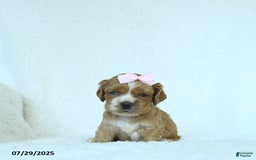Cocker Spaniel dogs for sale: Sophie - Image 1