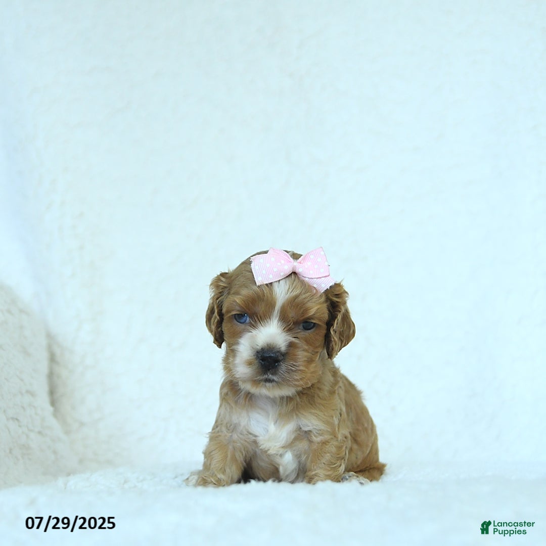 Cocker Spaniel dogs for sale: Sophie - Image 1