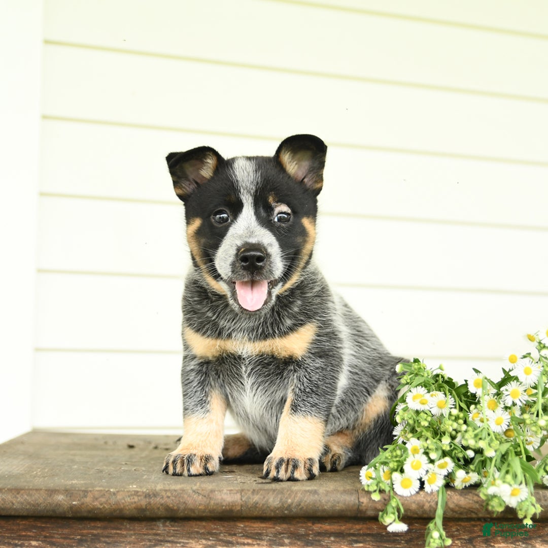 Australian Cattle Dog dogs for sale: Muffin - Image 9