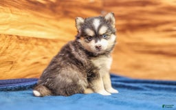 Pomsky dogs for sale: Roxy - Image 1