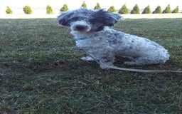 Toy Poodle dogs for sale: Chloe - Image 9