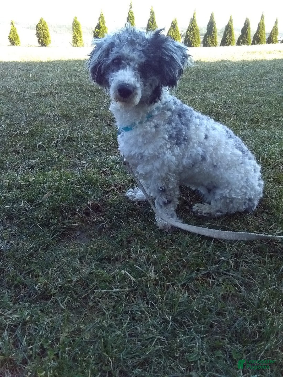 Toy Poodle dogs for sale: Chloe - Image 9