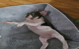 French Bulldog dogs for sale: Luna - Image 2