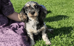 Cavapoo dogs for sale: Brittany - Image 3
