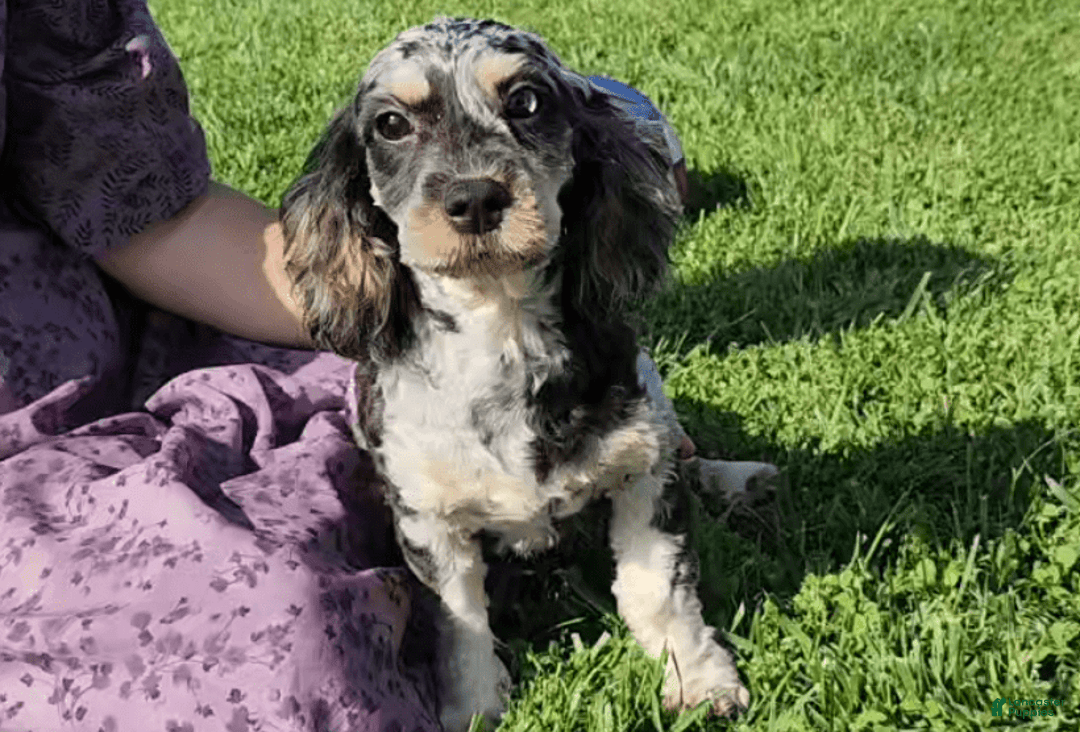 Cavapoo dogs for sale: Brittany - Image 3