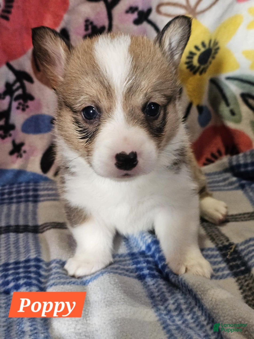 Welsh Corgi Pembroke dogs for sale: Poppy - Image 1