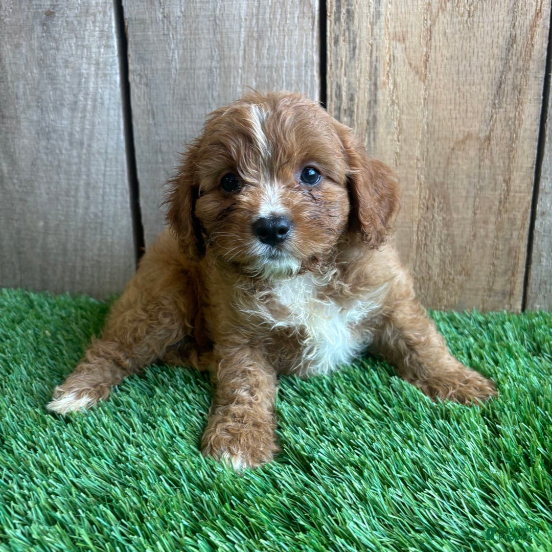 Cavapoo dogs for sale: Sadie - Image 2