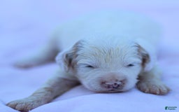 Goldendoodle dogs for sale: Odessa - Image 13