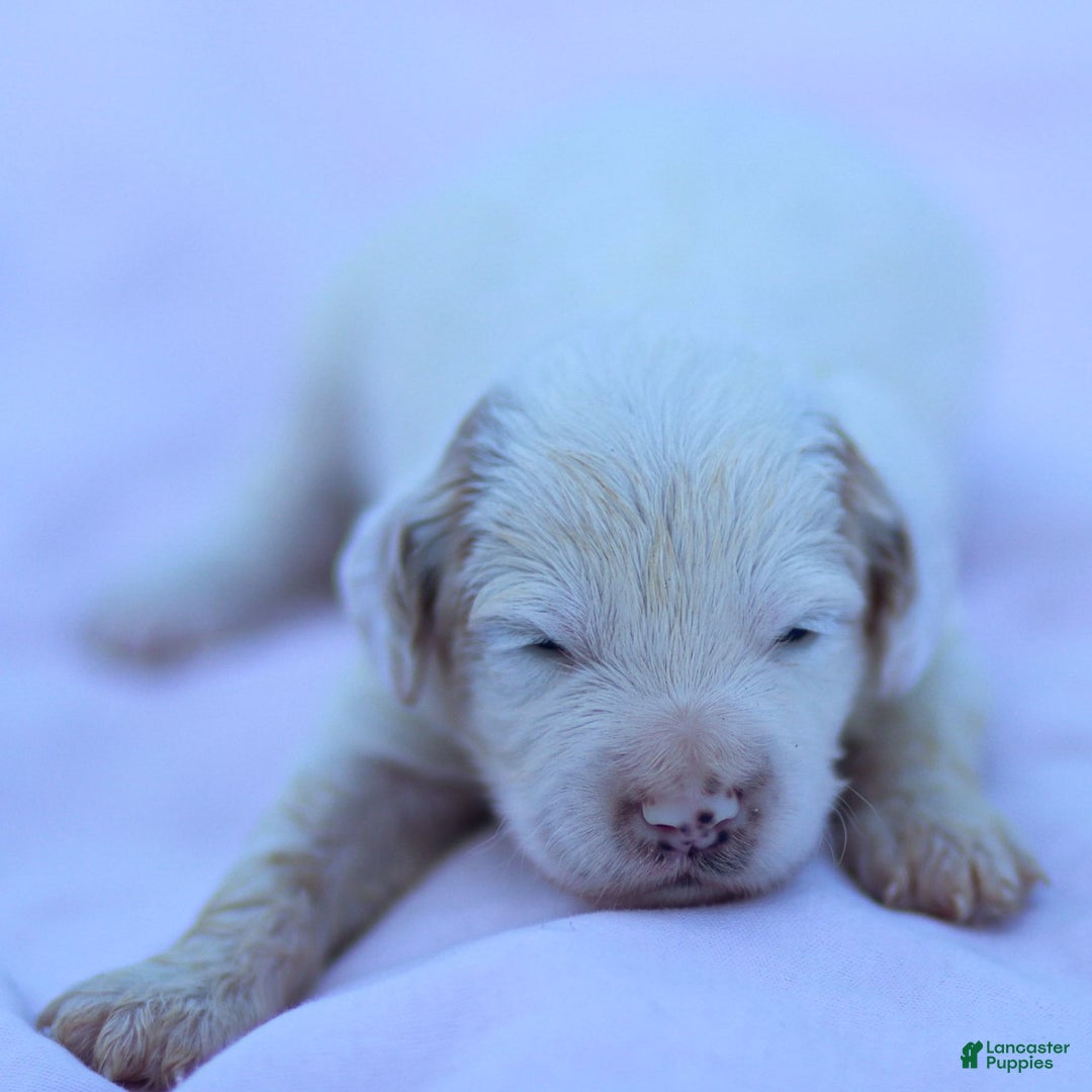 Goldendoodle dogs for sale: Odessa - Image 13