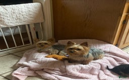 Yorkshire Terrier dogs for sale: Charlie - Image 5
