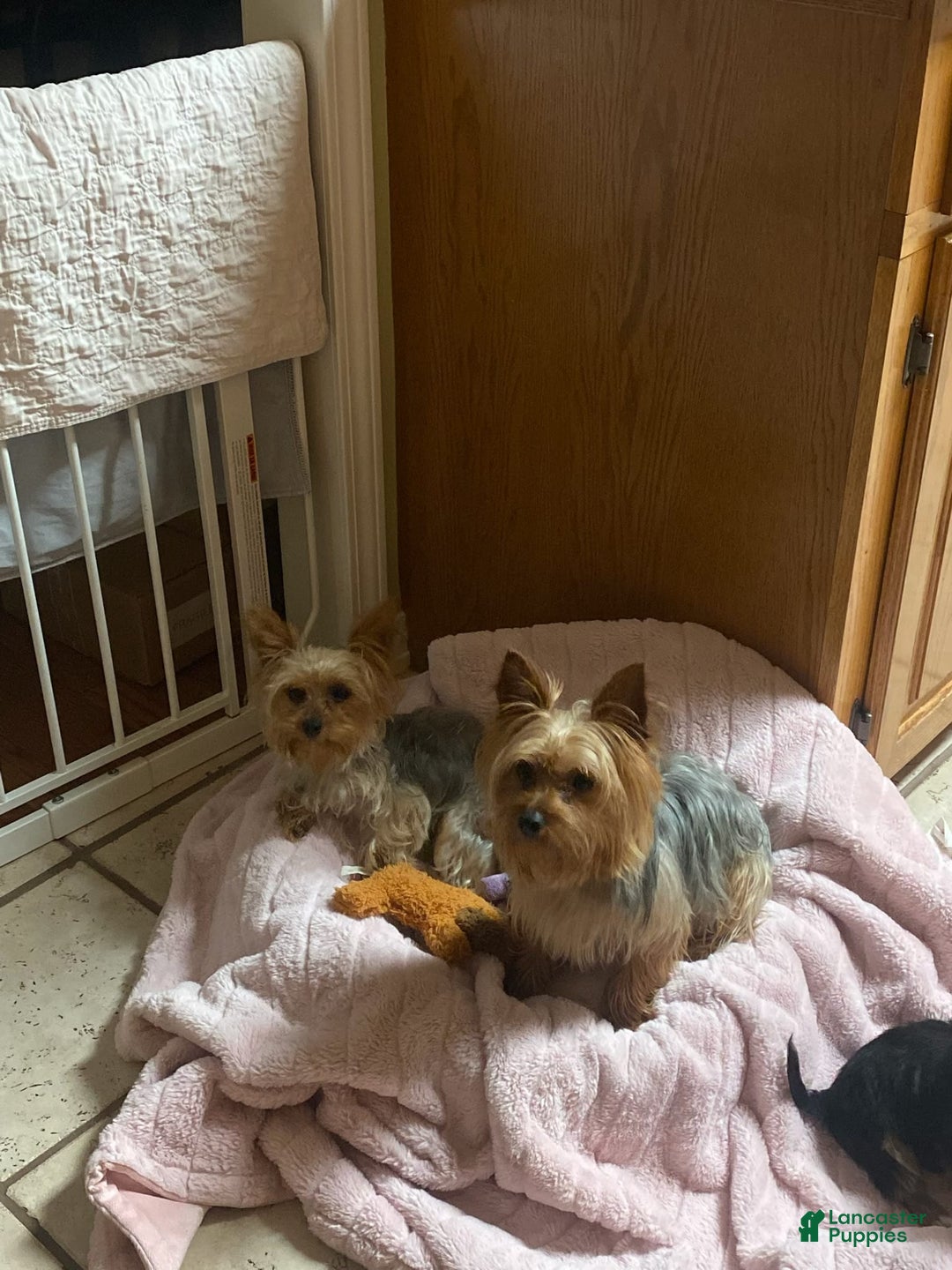 Yorkshire Terrier dogs for sale: Charlie - Image 5