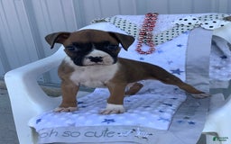 Boxer dogs for sale: Sammy - Image 5