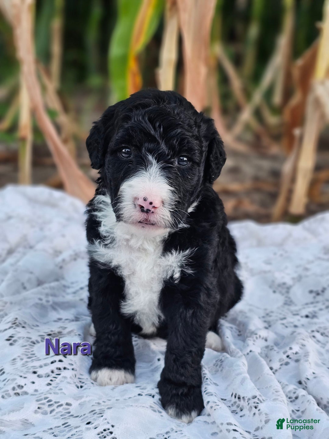 Portuguese Water Dog dogs for sale: Nara - Image 2