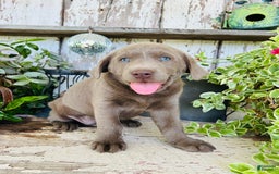 Labrador Retriever dogs for sale: Ruby - Image 2