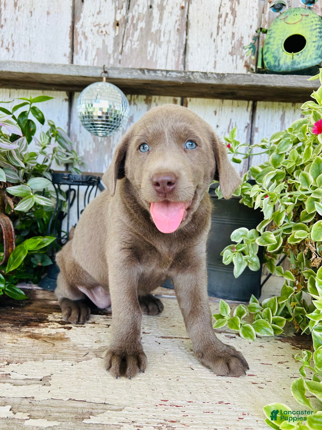 Labrador Retriever dogs for sale: Ruby - Image 2