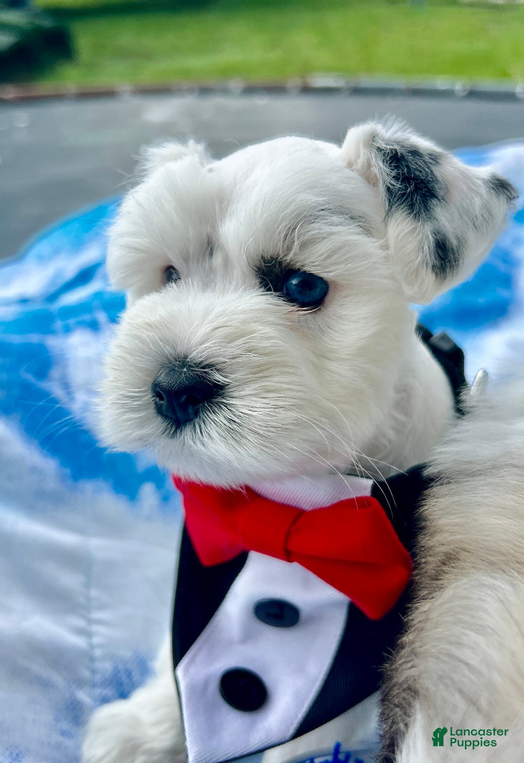 Miniature Schnauzer dogs for sale: Thor - Image 2